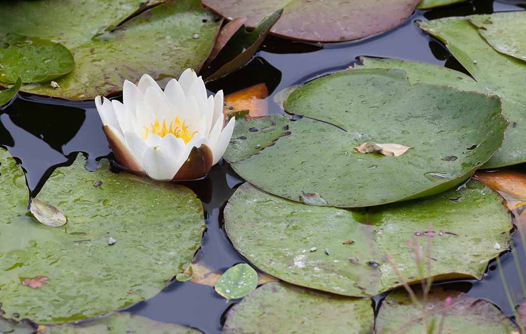 water lily family