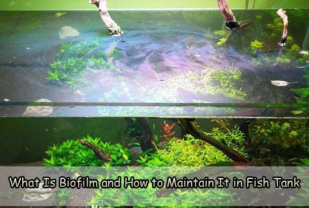 What Is Biofilm and How to Maintain It in Fish Tank