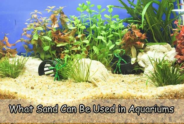 What Sand Can Be Used in Aquariums