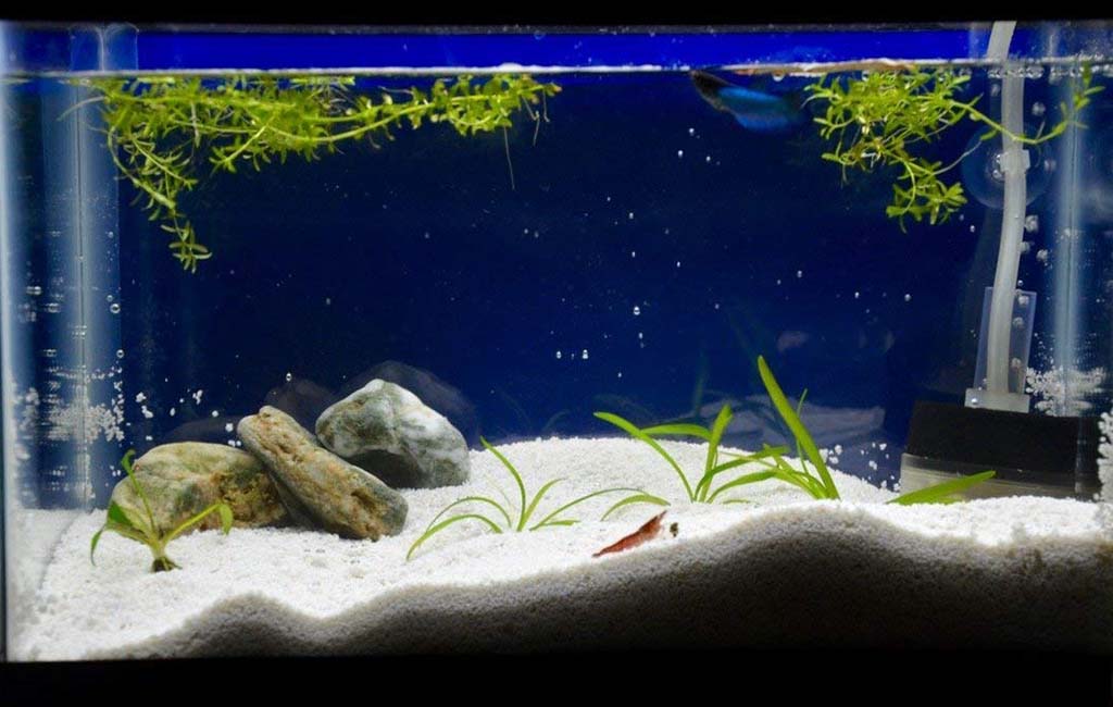 Types of aquarium sand