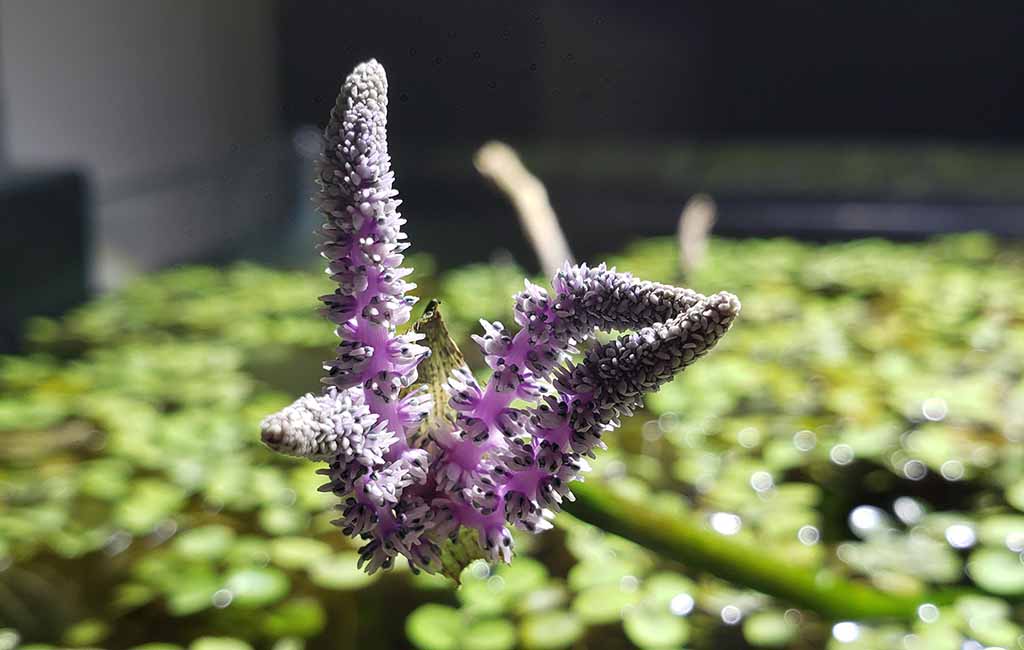 madagascar lace flower