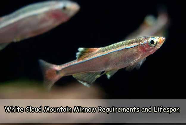 White Cloud Mountain Minnow Requirements and Lifespan