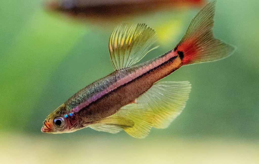 White cloud mountain minnow lifespan