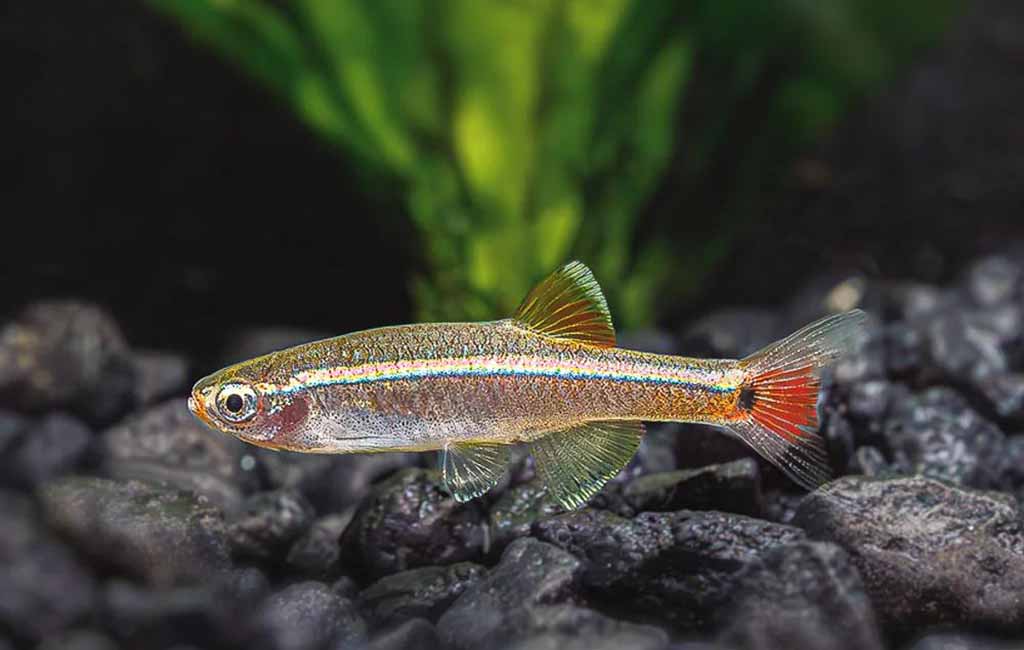 white cloud mountain minnow