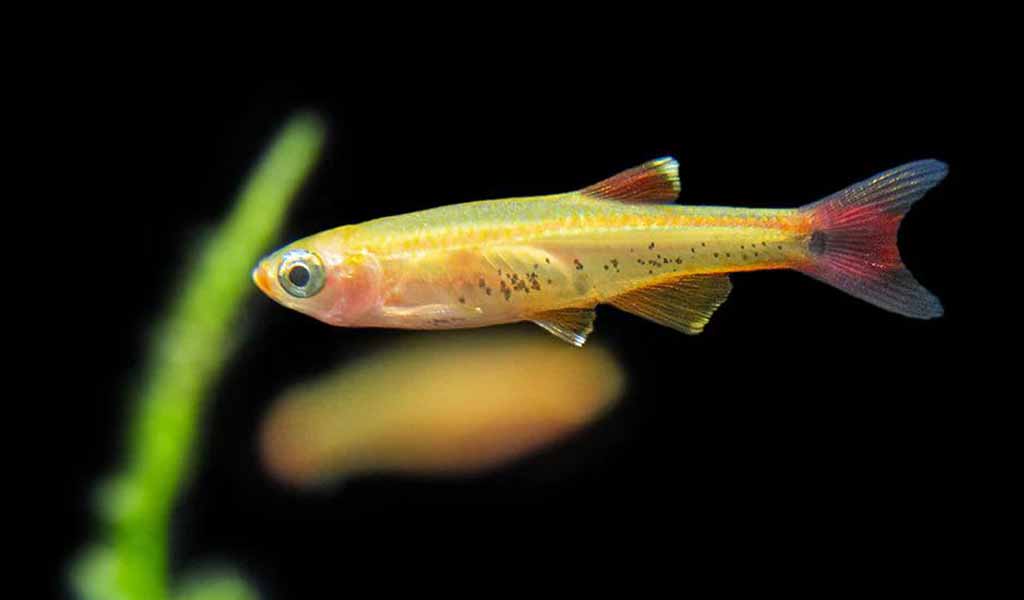 Golden white cloud minnow