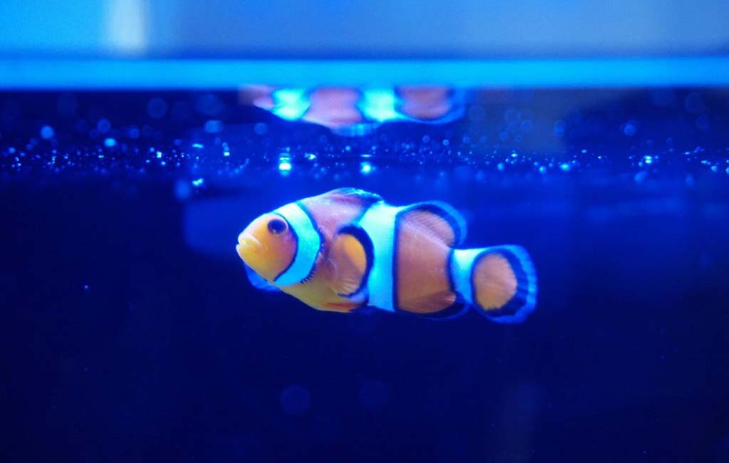 Clownfish clips its fins