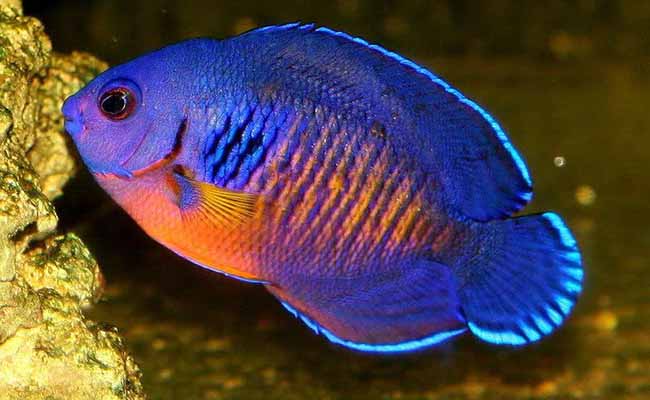 Coral Beauty Angelfish