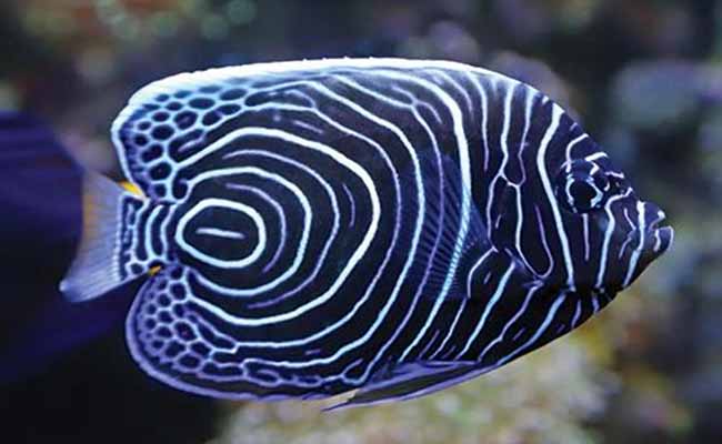 Emperor Angelfish