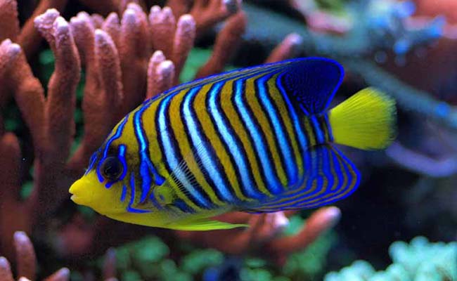 Regal Angelfish