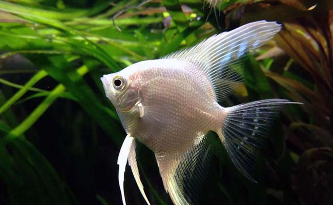 Silver Angelfish