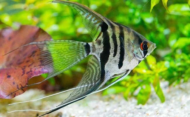 Veil Angelfish