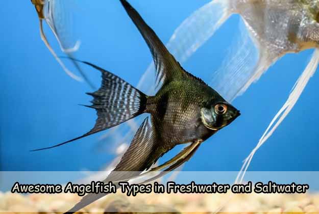 Awesome Angelfish Types in Freshwater and Saltwater