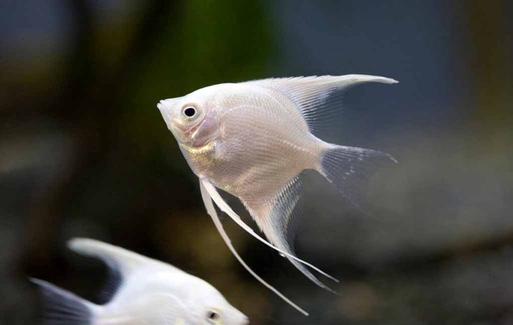 Awesome angelfish care