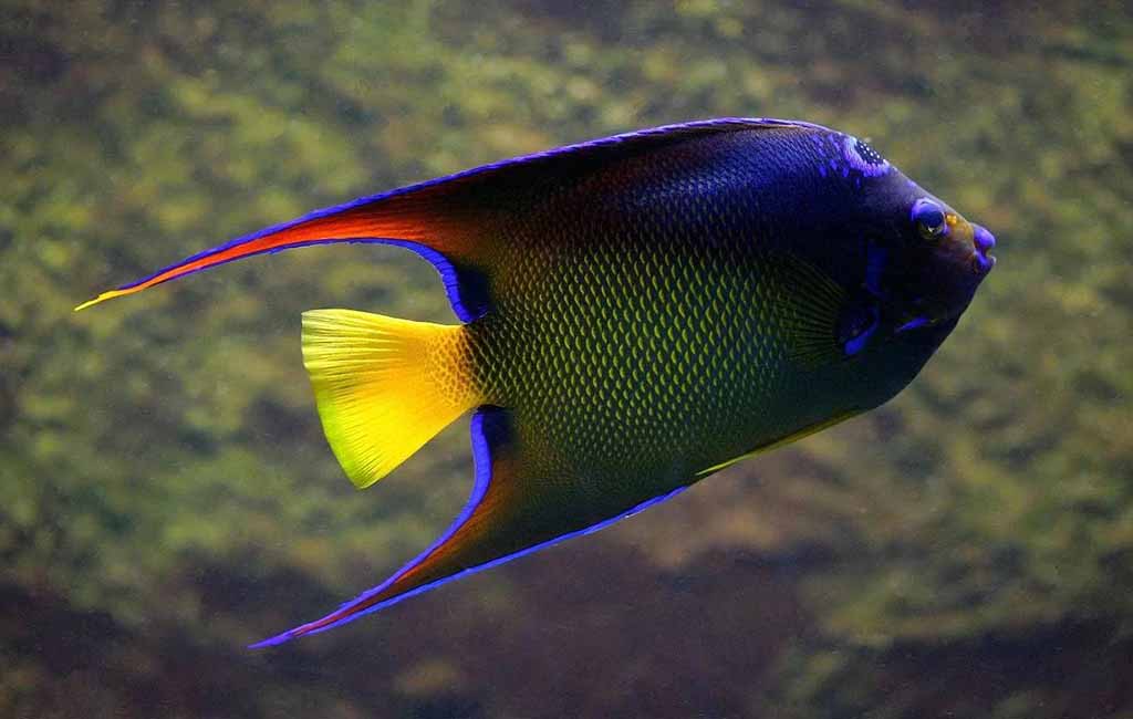 angelfish types