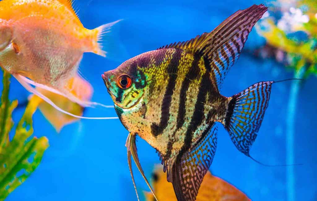 Rare types of angelfish​