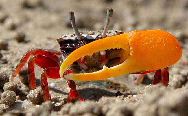 Fiddler Crabs