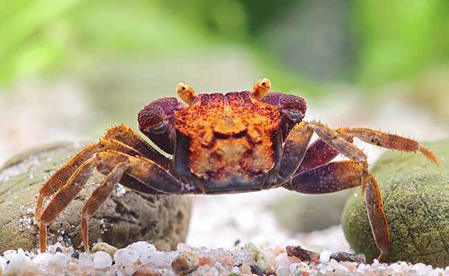 Matano Crabs