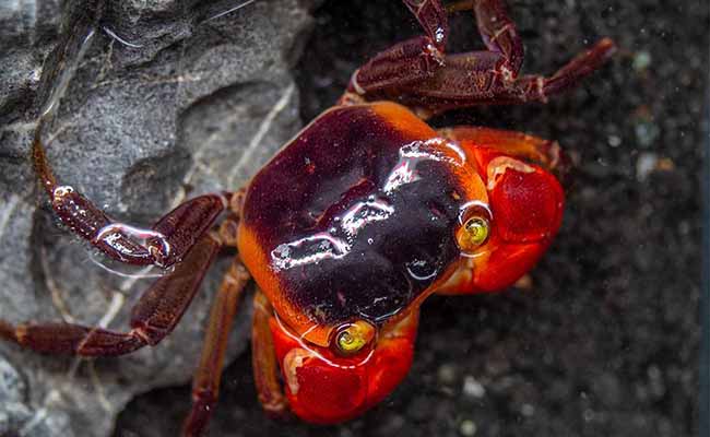 Red Apple Crabs