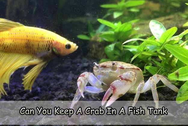 Can You Keep A Crab In A Fish Tank