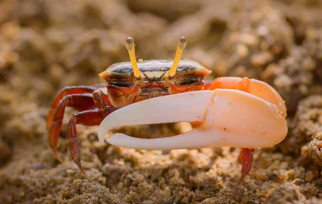 Choosing the right crab