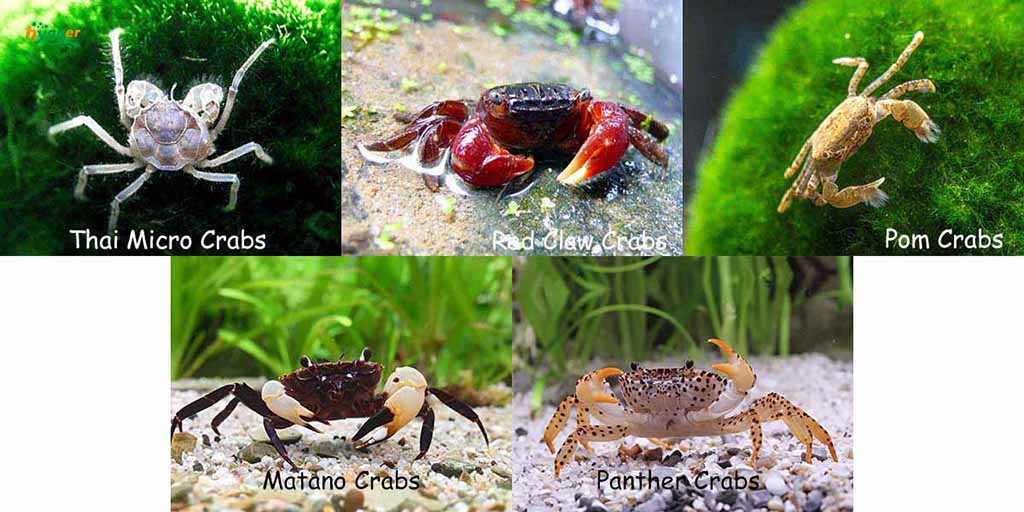 5 Freshwater Crabs