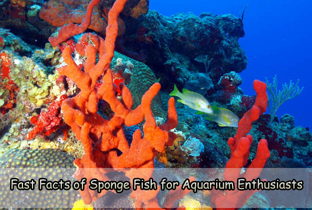 Fast Facts of Sponge Fish for Aquarium Enthusiasts