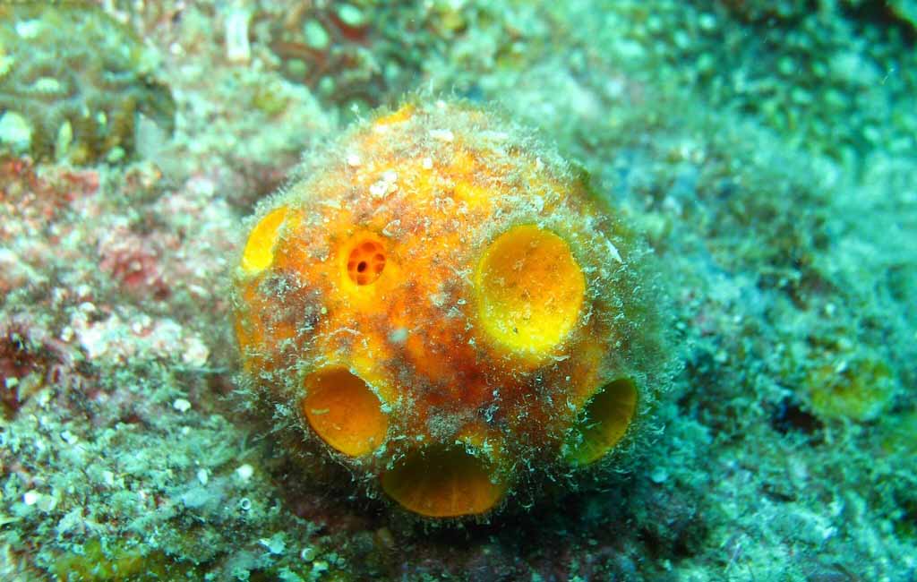 Sponge Fish for Aquarium