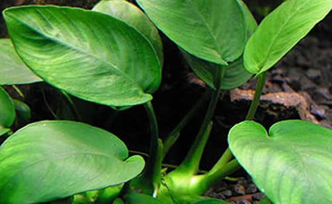 Anubias plant