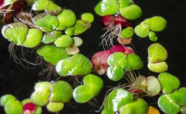 Aquarium Duckweed