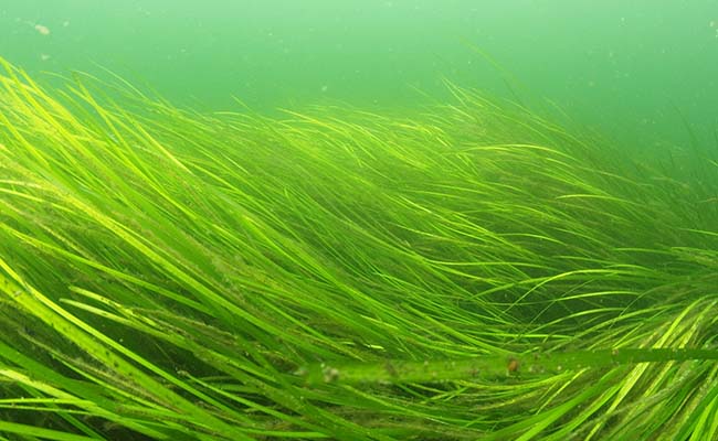 Eelgrass plant