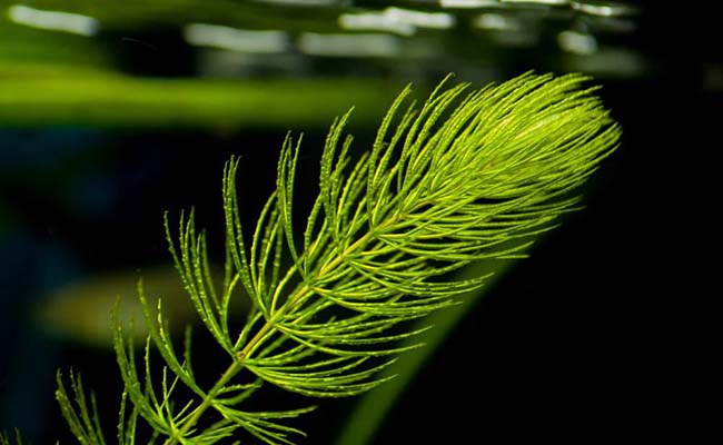 Aquatic Hornwort