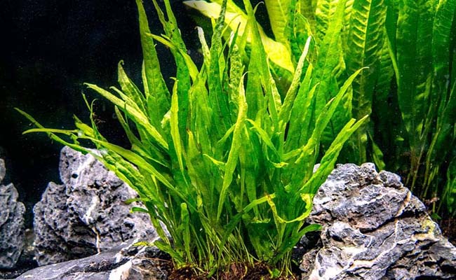 Java Fern