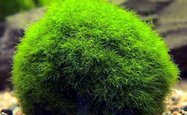 Marimo Moss Ball