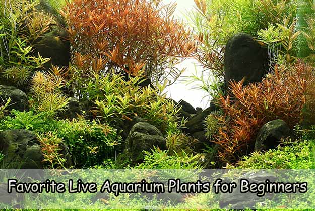 Favorite Live Aquarium Plants for Beginners