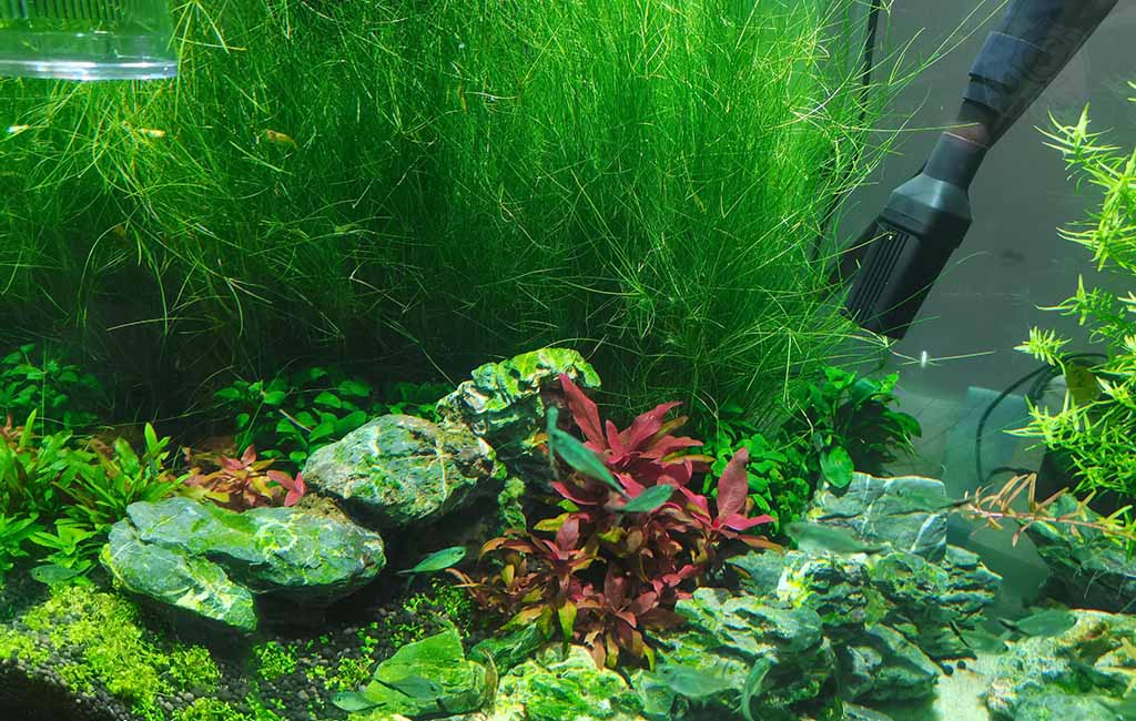 Favorite live aquarium plants