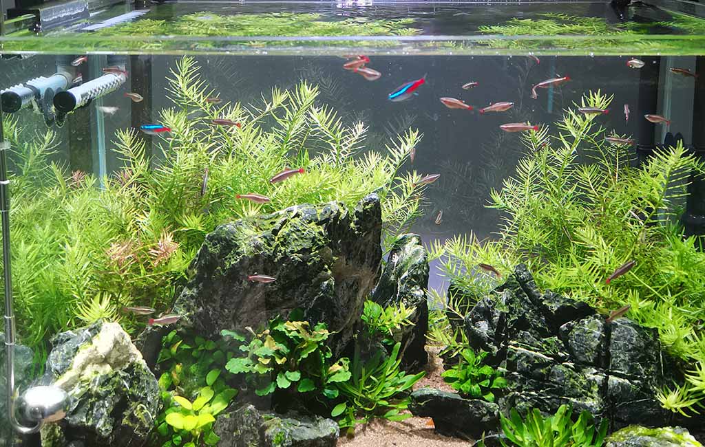 Freshwater Beginners Aquarium Plants