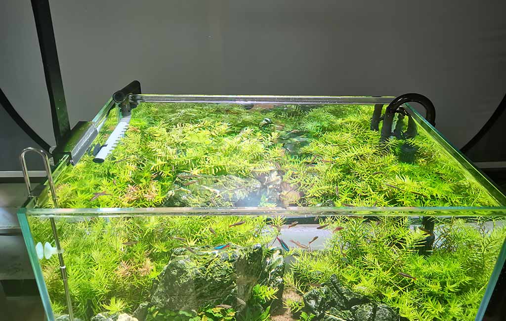 aquarium plants for beginners