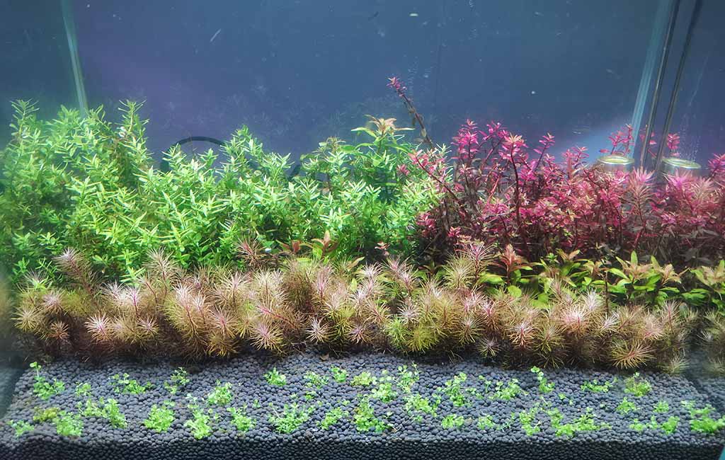 live aquarium plants for beginners