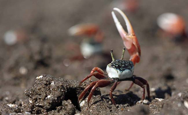 Fiddler Crab