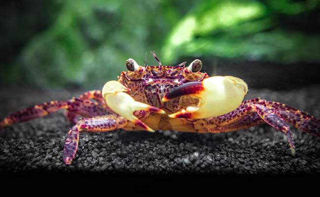 Matano Crab