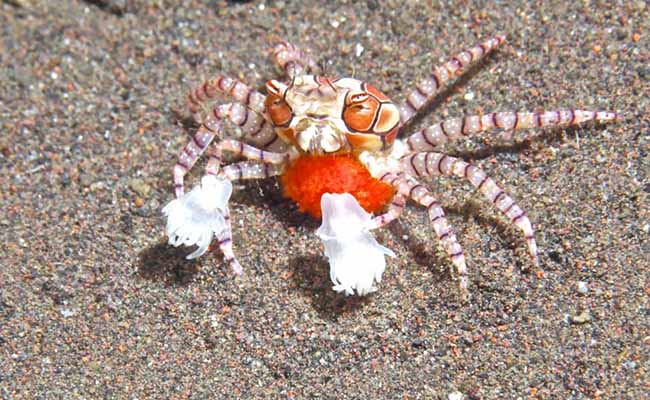 Pom Pom Crab