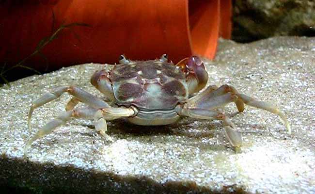 Tanganyika Crab