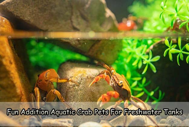 Fun Addition Aquatic Crab Pets For Freshwater Tanks