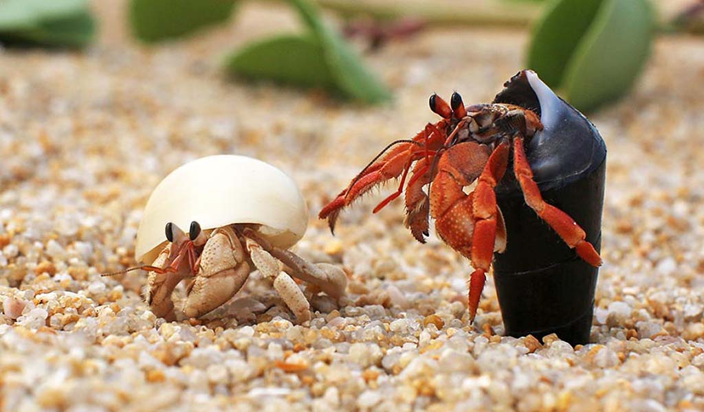 aquatic crab pets