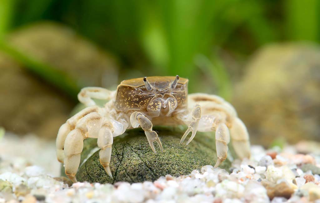 freshwater aquarium crabs