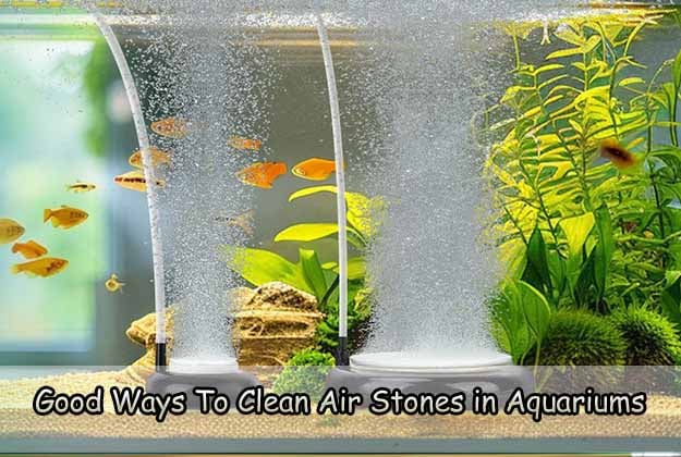 Good Ways To Clean Air Stones in Aquariums