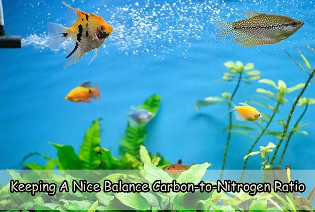 Keeping A Nice Balance Carbon-to-Nitrogen Ratio