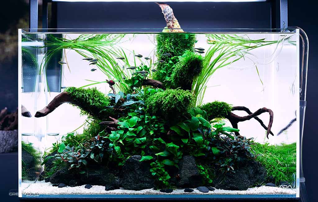 Aquarium carbon-to-nitrogen ratio