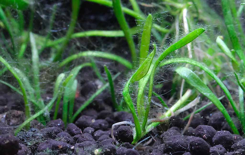 hair algae on plants