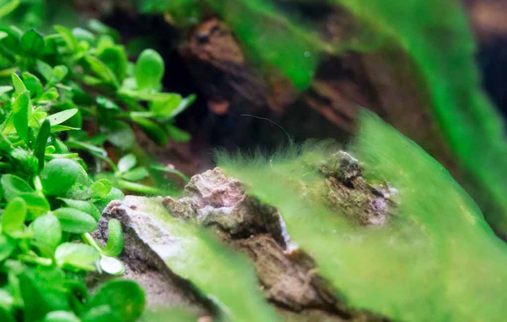 hair algae on rocks